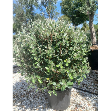FEIJOA sellowiana En pot forme boule