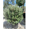 FEIJOA sellowiana En pot forme boule