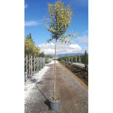 LIGUSTRUM japonicum EXCELSUM SUPERBUM En pot de 20-25 litres tige hauteur du tronc 190-210 cm