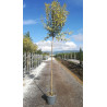 LIGUSTRUM japonicum EXCELSUM SUPERBUM En pot de 20-25 litres tige hauteur du tronc 190-210 cm