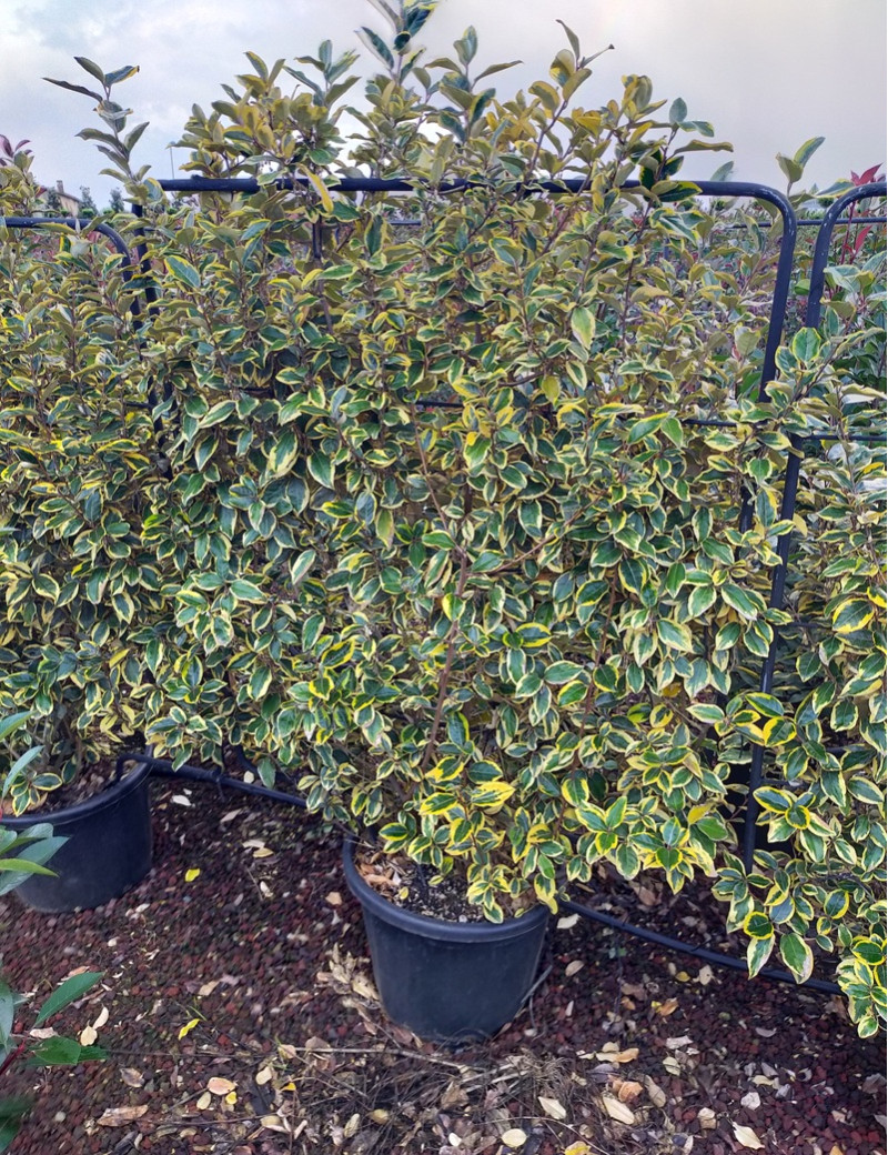 ELAEAGNUS ebbingei VIVELEG® En pot forme espalier