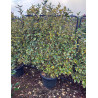ELAEAGNUS ebbingei VIVELEG® En pot forme espalier