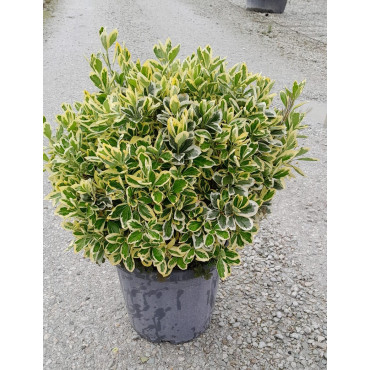 EUONYMUS japonicus BRAVO En pot forme boule