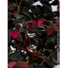 LOROPETALUM chinense BLACK PEARL