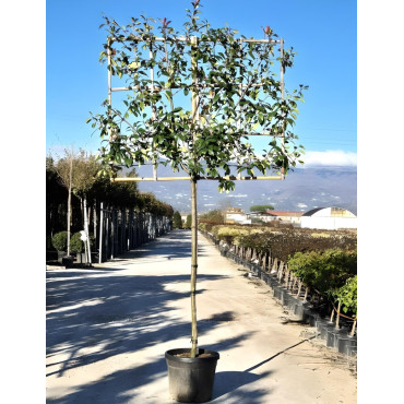 PHOTINIA fraseri RED ROBIN En pot forme rideau sur tige hauteur du tronc 190-210 cm