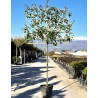 PHOTINIA fraseri RED ROBIN En pot forme rideau sur tige hauteur du tronc 190-210 cm