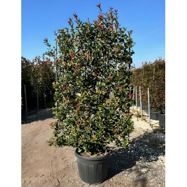 PHOTINIA fraseri RED ROBIN En pot forme espalier
