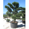 PINUS nigra ssp. nigra En pot forme pompons