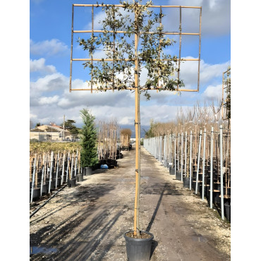 QUERCUS ilex En pot forme rideau sur tige hauteur du tronc 190-210 cm