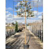 QUERCUS ilex En pot forme rideau sur tige hauteur du tronc 190-210 cm