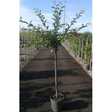 PRUNUS ACCOLADE En pot de 15-20 litres tige hauteur du tronc 090-110 cm circonférence du tronc 06-08 cm