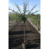PRUNUS ACCOLADE En pot de 15-20 litres tige hauteur du tronc 090-110 cm circonférence du tronc 06-08 cm