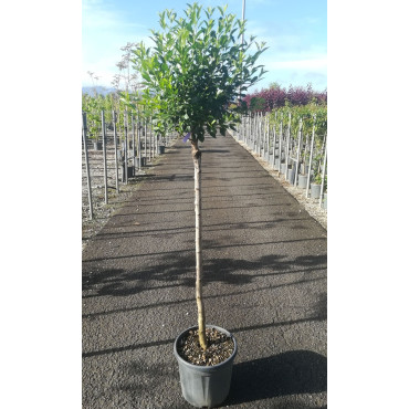 PRUNUS fruticosa GLOBOSA En pot de 15-20 litres tige hauteur du tronc 090-110 cm circonférence du tronc 06-08 cm