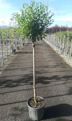 prunier-nain-boule-globosa-prunus-fruticosa-globosa-3.jpg