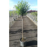 PRUNUS fruticosa GLOBOSA En pot de 15-20 litres tige hauteur du tronc 090-110 cm circonférence du tronc 06-08 cm