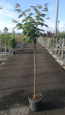 PRUNUS serrulata KANZAN En pot de 15-20 litres tige hauteur du tronc 090-110 cm circonférence du tronc 06-08 cm