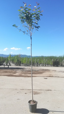 PRUNUS serrulata KANZAN En pot de 15-20 litres tige hauteur du tronc 190-210 cm circonférence du tronc 06-08 cm