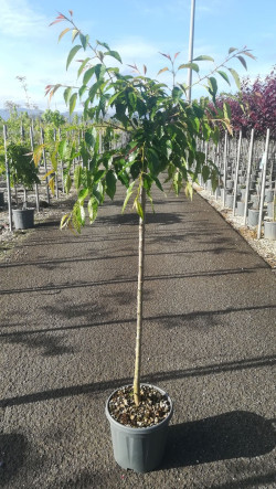 PRUNUS KIKU-SHIDARE-ZAKURA En pot de 15-20 litres tige hauteur du tronc 090-110 cm circonférence du tronc 08-10 cm