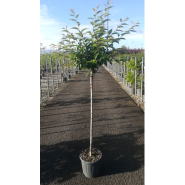 PRUNUS subhirtella AUTUMNALIS ROSEA En pot de 15-20 litres tige hauteur du tronc 090-110 cm circonférence du tronc 06-08 cm