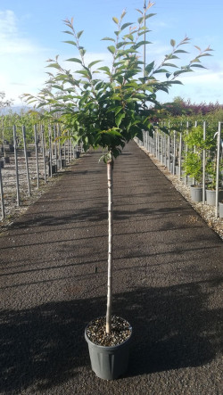 PRUNUS subhirtella AUTUMNALIS ROSEA En pot de 15-20 litres tige hauteur du tronc 090-110 cm circonférence du tronc 08-10 cm