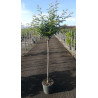 PRUNUS subhirtella AUTUMNALIS ROSEA En pot de 15-20 litres tige hauteur du tronc 090-110 cm circonférence du tronc 06-08 cm
