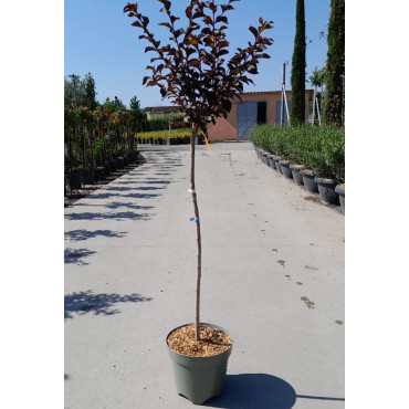 LAGERSTROEMIA BLACK SOLITAIRE LAVENDER LACE® En pot de 10-12 litres tige hauteur du tronc 090-110 cm