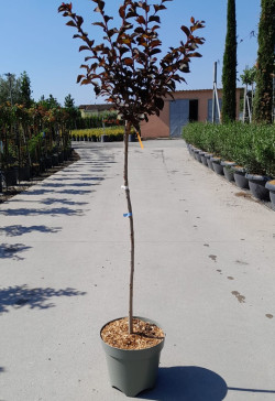 LAGERSTROEMIA BLACK SOLITAIRE LAVENDER LACE® En pot de 10-12 litres tige hauteur du tronc 090-110 cm