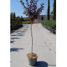 LAGERSTROEMIA BLACK SOLITAIRE LAVENDER LACE® En pot de 10-12 litres tige hauteur du tronc 090-110 cm