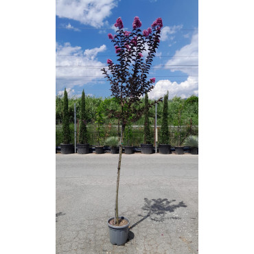 LAGERSTROEMIA BLACK SOLITAIRE LAVENDER LACE® En pot de 15-20 litres tige hauteur du tronc 130-140 cm