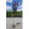 LAGERSTROEMIA BLACK SOLITAIRE LAVENDER LACE® En pot de 15-20 litres tige hauteur du tronc 130-140 cm