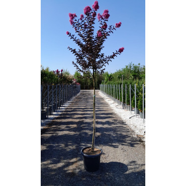 LAGERSTROEMIA BLACK SOLITAIRE LAVENDER LACE® En pot de 25-30 litres tige hauteur du tronc 130-140 cm