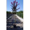LAGERSTROEMIA BLACK SOLITAIRE LAVENDER LACE® En pot de 25-30 litres tige hauteur du tronc 130-140 cm