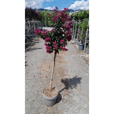 LAGERSTROEMIA BERRY DAZZLE® En pot de 10-12 litres tige hauteur du tronc 090-110 cm