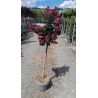 LAGERSTROEMIA BERRY DAZZLE® En pot de 10-12 litres tige hauteur du tronc 090-110 cm