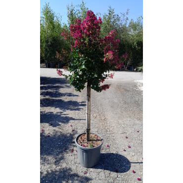 LAGERSTROEMIA BERRY DAZZLE® (Lilas des Indes)