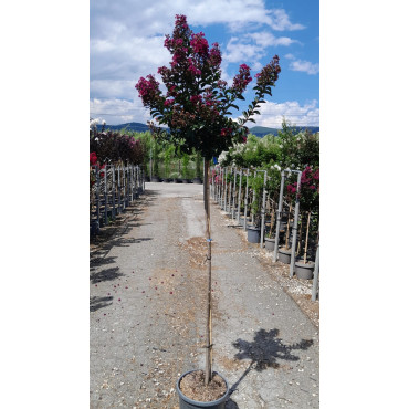 LAGERSTROEMIA BERRY DAZZLE® En pot de 15-20 litres tige hauteur du tronc 130-140 cm