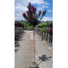 LAGERSTROEMIA BERRY DAZZLE® En pot de 15-20 litres tige hauteur du tronc 130-140 cm