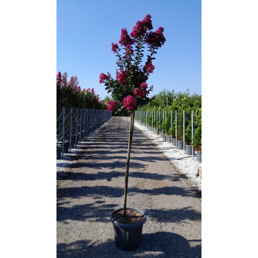 LAGERSTROEMIA BERRY DAZZLE® En pot de 25-30 litres tige hauteur du tronc 130-140 cm