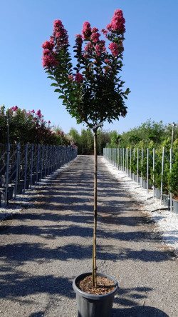LAGERSTROEMIA CORAL MAGIC® En pot de 25-30 litres tige hauteur du tronc 130-140 cm