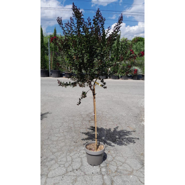 LAGERSTROEMIA DOUBLE FEATURE En pot de 10-12 litres tige hauteur du tronc 090-110 cm