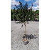 LAGERSTROEMIA DOUBLE FEATURE En pot de 10-12 litres tige hauteur du tronc 090-110 cm