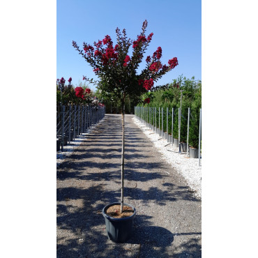 LAGERSTROEMIA DOUBLE FEATURE En pot de 25-30 litres tige hauteur du tronc 130-140 cm