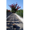 LAGERSTROEMIA DOUBLE FEATURE En pot de 25-30 litres tige hauteur du tronc 130-140 cm