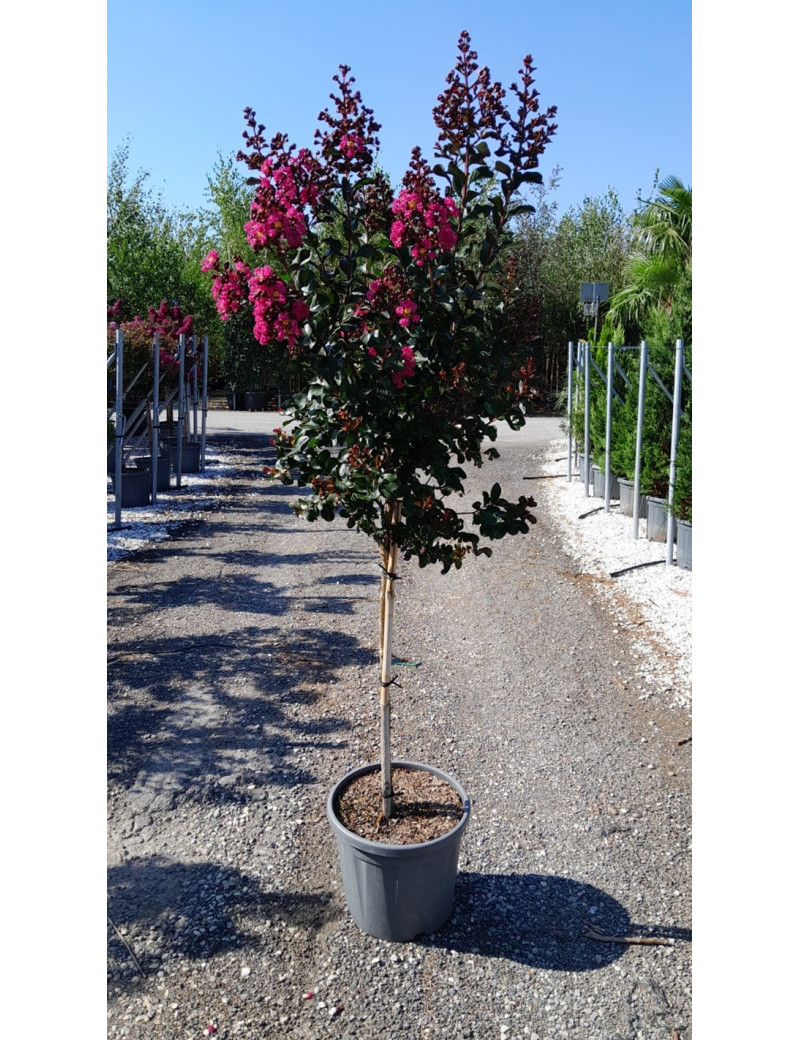 LAGERSTROEMIA PINK VELOUR® En pot de 20-25 litres tige hauteur du tronc 090-110 cm