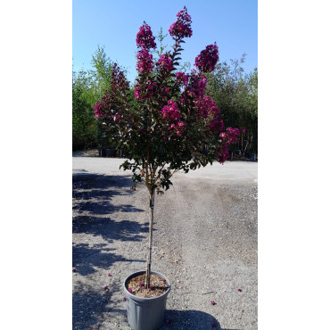 LAGERSTROEMIA RHAPSODY IN BLUE En pot de 20-25 litres tige hauteur du tronc 090-110 cm