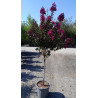 LAGERSTROEMIA RHAPSODY IN BLUE En pot de 20-25 litres tige hauteur du tronc 090-110 cm