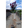 LAGERSTROEMIA RHAPSODY IN BLUE En pot de 15-20 litres tige hauteur du tronc 130-140 cm