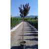 LAGERSTROEMIA RHAPSODY IN BLUE En pot de 25-30 litres tige hauteur du tronc 130-140 cm