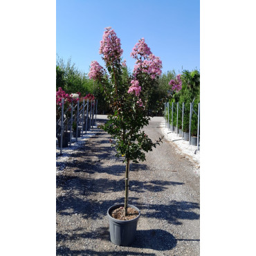LAGERSTROEMIA RHAPSODY IN PINK En pot de 20-25 litres tige hauteur du tronc 090-110 cm