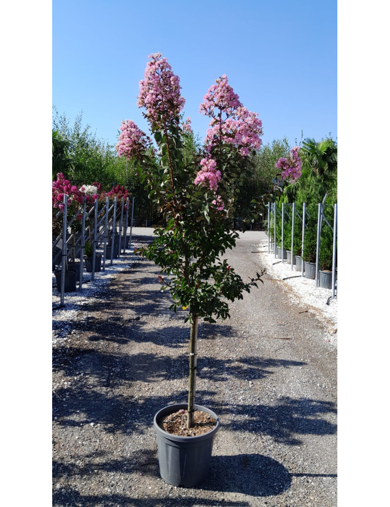 LAGERSTROEMIA RHAPSODY IN PINK En pot de 20-25 litres tige hauteur du tronc 090-110 cm